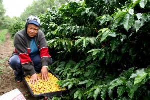 Colheita seletiva apanhadeira Selective harvest harvester